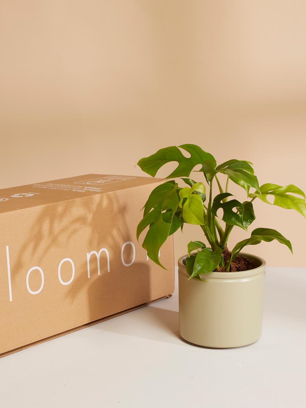 Magical Monstera mit grnem bertopf | Pflanzen | bloomon