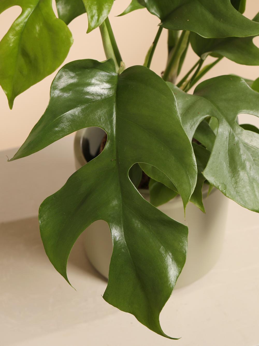 Magical Monstera mit grnem bertopf | Pflanzen | bloomon