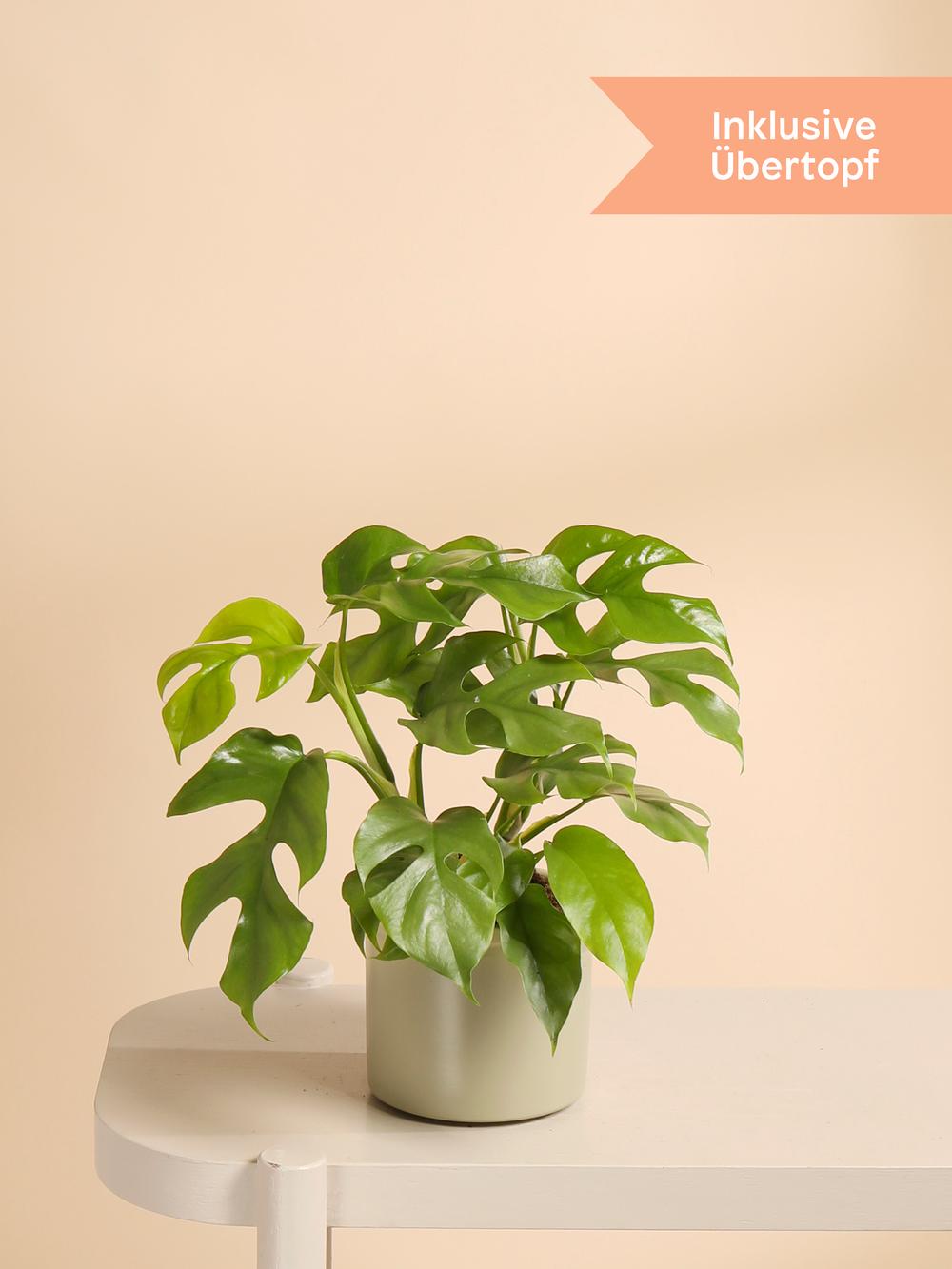 biggest philodendron 3-5 FT Philodendron 'Fuzzy Petiole' main image 1
